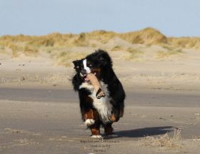 11.02.2019 Texel De Hors, 6 just having fun.jpg